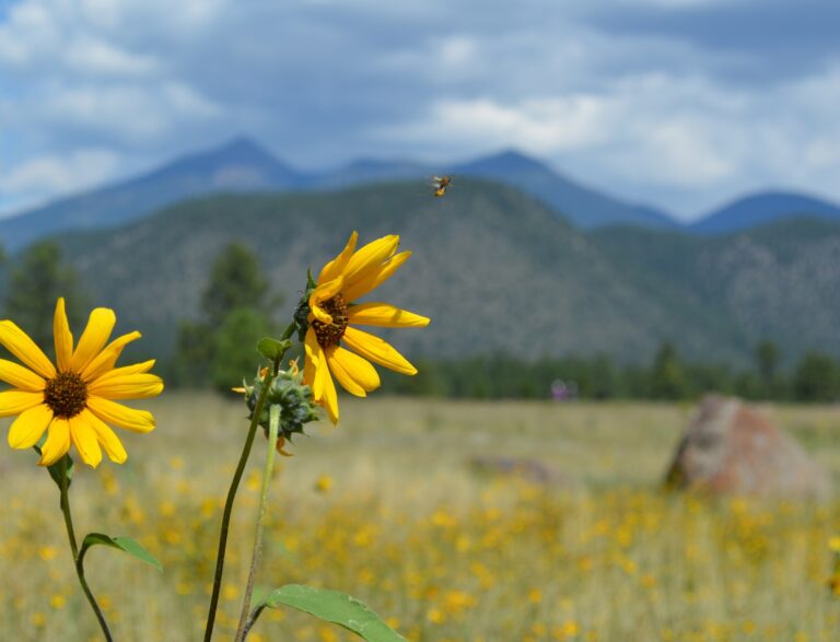 Sunflowers at Buffalo Park with the Peaks in the background.